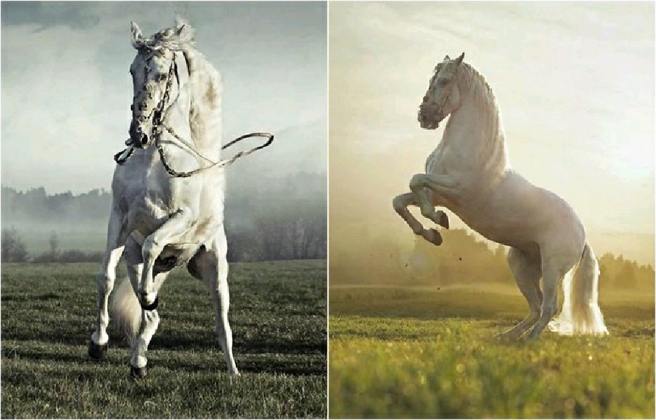 Грациозно 3. Грация лошади. Великолепные лошади. Величественная лошадь. Великолепный конь.